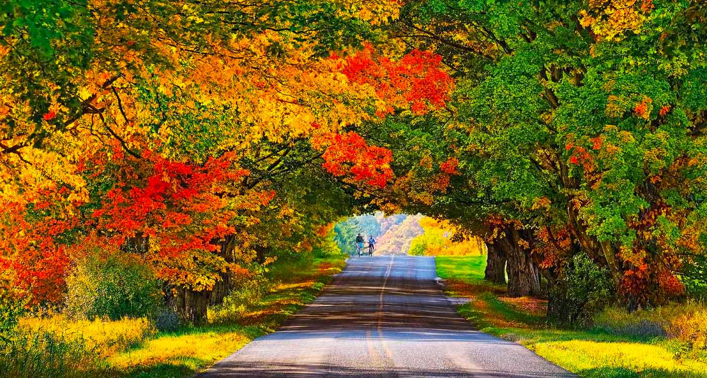 Fall tree-lined street